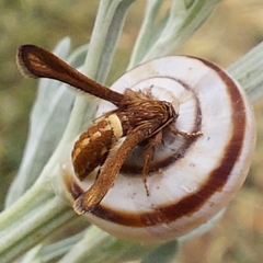 Microsphecia brosiformis