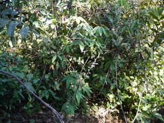 Elaeagnus latifolia