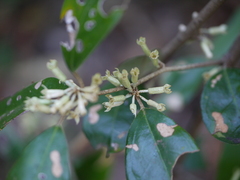 Elaeagnus latifolia