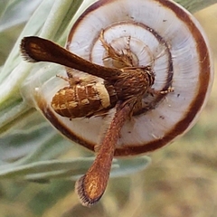 Microsphecia brosiformis