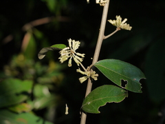 Elaeagnus latifolia