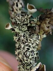 Hypogymnia lophyrea