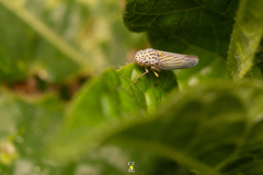 Graphocephala aurora