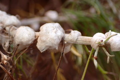 Rhopalomyia floccosa
