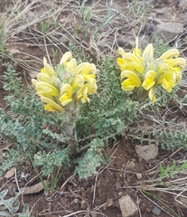 Pedicularis flava