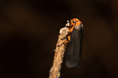 Gnamptonychia ventralis