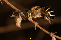 Anthophora marginata