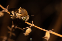 Anthophora marginata