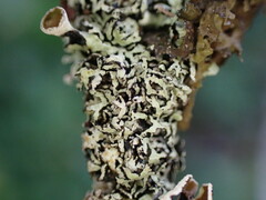 Hypogymnia lophyrea