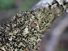 Hypogymnia lophyrea