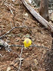 Calochortus raichei