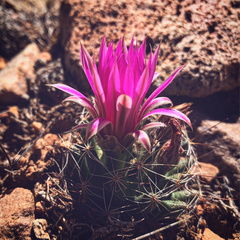 Mammillaria wrightii wrightii