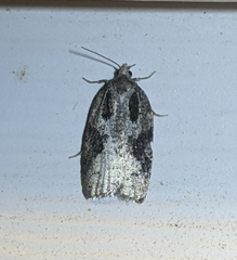 Acleris fuscana
