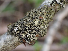 Hypogymnia lophyrea