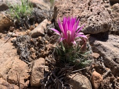 Mammillaria wrightii wrightii