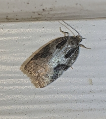 Acleris fuscana