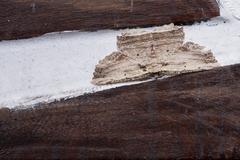 Menophra parahumeraria