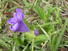 Ruellia lactea