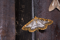 Epobeidia lucifera extranigricans