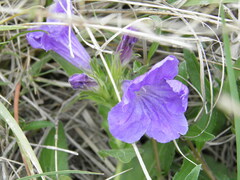 Ruellia lactea