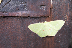 Tanaoctenia haliaria