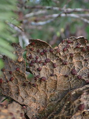 Lobaria anthraspis