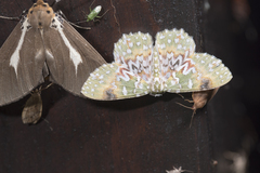 Eucyclodes aphrodite