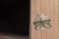 Stauropus sikkimensis