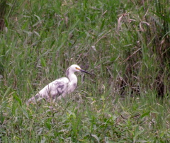 Egretta caerulea × thula