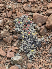 Eriogonum cedrorum