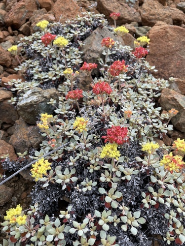 Image of Eriogonum cedrorum by (c) Roger Raiche, some rights reserved (CC BY)