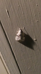 Cliniodes ostreonalis