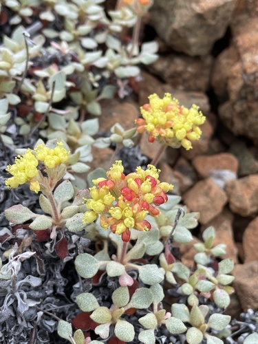 Image of Eriogonum cedrorum by (c) Roger Raiche, some rights reserved (CC BY)