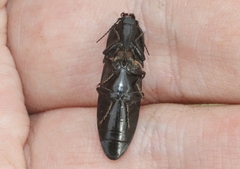 Melanactes densus