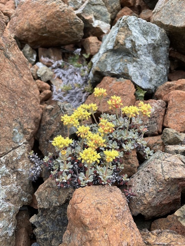 Image of Eriogonum cedrorum by (c) Roger Raiche, some rights reserved (CC BY)