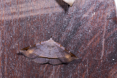 Mecodina subcostalis