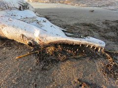 Atractosteus spatula