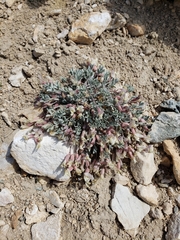 Astragalus calycosus calycosus