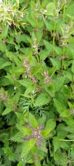 Urtica taiwaniana