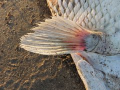 Atractosteus spatula