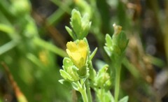 Sclerolinon digynum