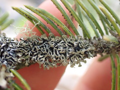 Hypogymnia lophyrea