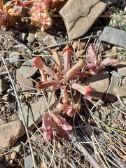 Aphyllon corymbosum