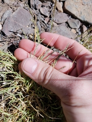 Muhlenbergia richardsonis
