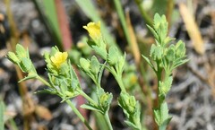 Sclerolinon digynum