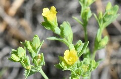 Sclerolinon digynum