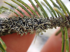 Hypogymnia lophyrea