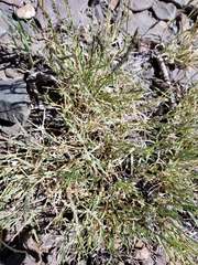 Muhlenbergia richardsonis