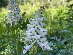 Corydalis caseana brachycarpa