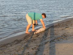 Atractosteus spatula